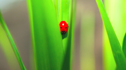 Ladybug Sitting on Green Grass Blade. Purity Concept.