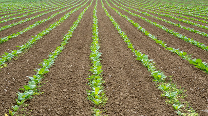 Fototapeta na wymiar Perspective view of rows of green vegetable crops