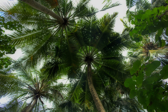 This unique photo shows a coconut palm photographed from the bottom up. This picture was taken in the Maldives