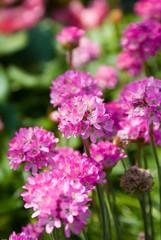 Fototapeta premium Allium