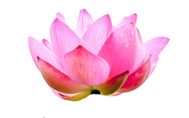 Pink lotus on a white background