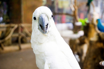 portrait of a parrot