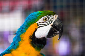 blue and yellow macaw