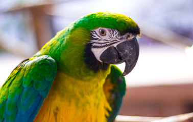 blue and yellow macaw