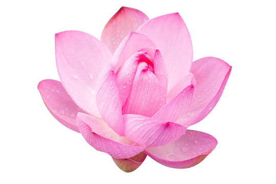 Pink Lotus On A White Background