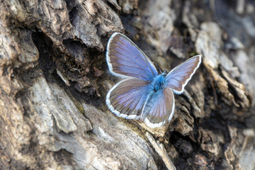 Fototapeta na wymiar A blue butterfly sits on the trunk of an old tree. Close-up.