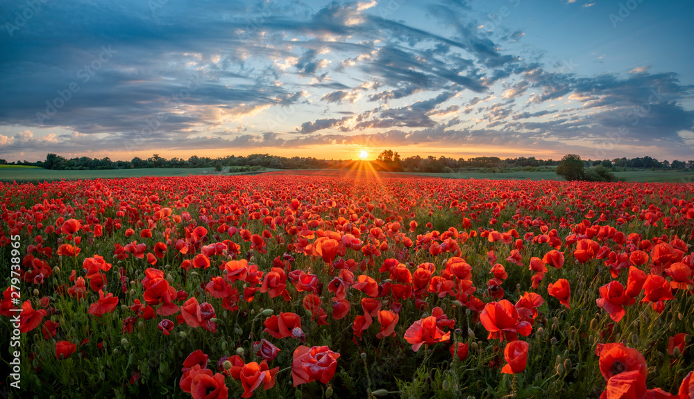 Canvas Prints panorama of a field of red poppies against the background of the evening sky.