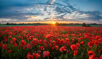 Wall murals Poppy panorama of a field of red poppies against the background of the evening sky.