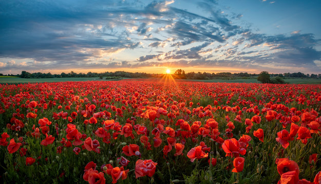 panorama of a field of red poppies against the background of the evening sky.