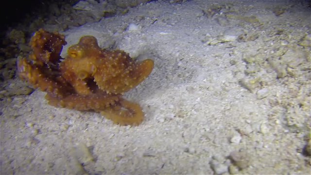 White Spotted Octopus (Octopus Macropus) Or Grass Octopus Or Grass Scuttle Night Hunting On Philippines Coral Sand Seabed At Light House Reef Malapascua Island Cebu Visayan Sea