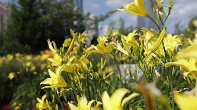 Yellow Lillies blowing in slow motion