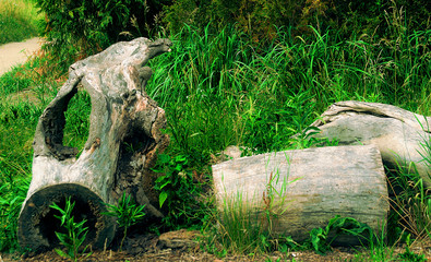 Fototapeta premium decaying logs in one of the gardens of the chiacago conservatory