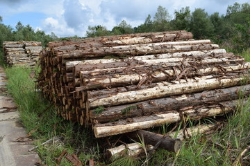 切り出された杉の丸太