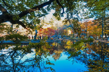 Beautiful Japan autumn at Kumoba Pond or Kumoba ike of Karuizawa ,Nagano Prefecture Japan.