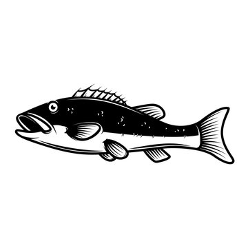 illustration of Perch fish. Design element for poster, emblem, sign, logo, label, flyer. Vector illustration