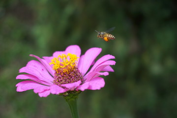 Obraz premium worker bees are lurking in flowers