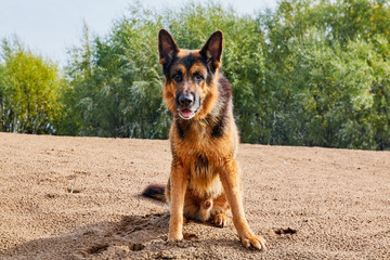 Dog German Shepherd outdoors on sand in a summer