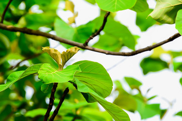 The leaves of the teak tree, which, if observed well, will see small hairs covering the entire leaf.