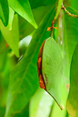 The seeds of the tree that the shell starts to break out