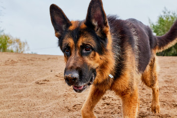 Dog German Shepherd outdoors on sand in a summer