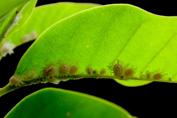 Many mealy bugs caught on the leaves.