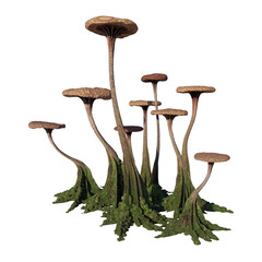 mushrooms, strange alien fungus isolated on white background - obrazy, fototapety, plakaty