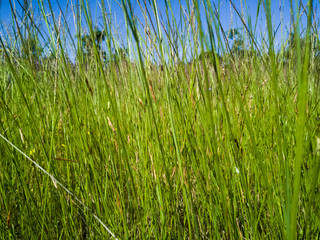 Detalle en macro de hierba verde  y cielo azul