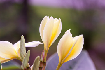 Macro view of newly opening white and yellow plumeria (frangipani) blossoms after a fresh rain