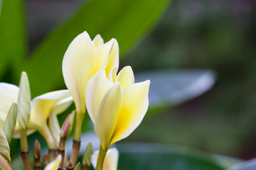 Macro view of beautiful newly opening white and yellow plumeria (frangipani) blossoms after a fresh rain