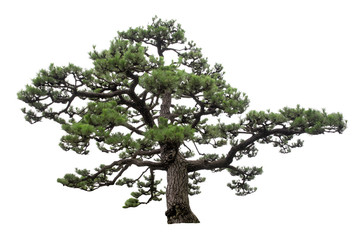 Japanese pine tree is isolated on white background - obrazy, fototapety, plakaty