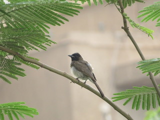 Cute Bird4