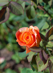 orange rose on a Bush