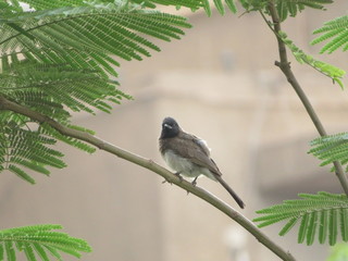 Cute Bird5