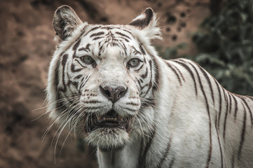 Portrait of a White Tiger