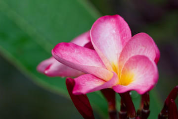 Fototapeta premium Macro view of newly opening pink and yellow rainbow plumeria (frangipani) blossoms after a fresh rain