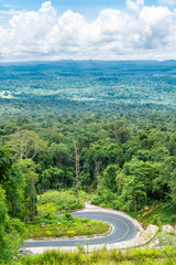 Country road in green forest.