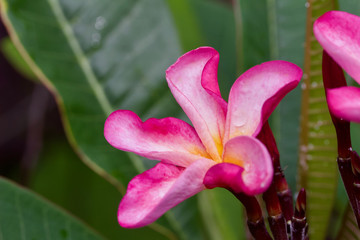 Macro view of newly opening pink and yellow rainbow plumeria (frangipani) blossoms after a fresh rain