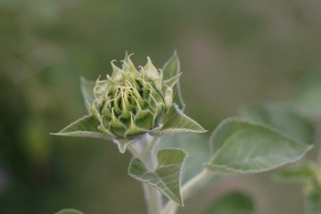 A sunflower was growing  in the garden to bloom coming  soon.