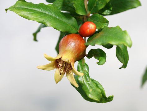 A ruby fruits begin gradually growth after ruby flower bloomed