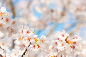 Fototapeta premium 桜