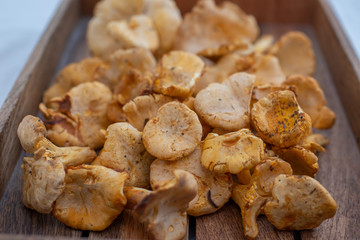 Raw wild mushrooms chanterelles in bowl on old wooden backgroundRaw wild mushrooms chanterelles in bowl on old wooden background