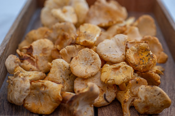 Raw wild mushrooms chanterelles in bowl on old wooden backgroundRaw wild mushrooms chanterelles in bowl on old wooden background