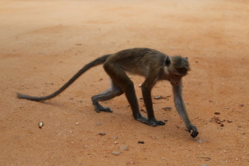 Monkey Closeup, Macaca, Sri Lanka, Asia