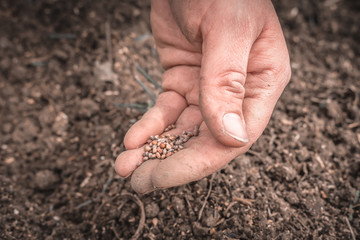 Farmers hand planting seeds in soil - gardening concept