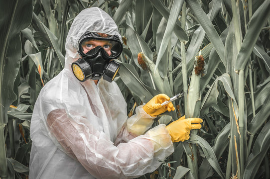 GMO scientist in coveralls genetically modifying corn (maize)