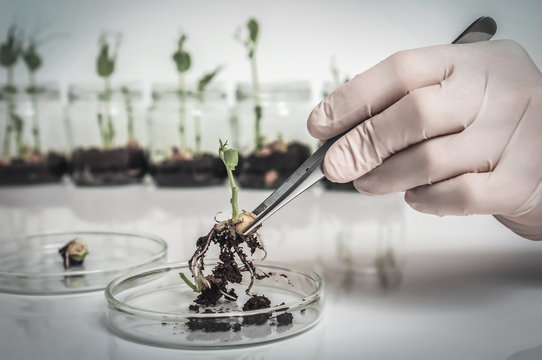 Scientist Testing GMO Plant In Biological Laboratory