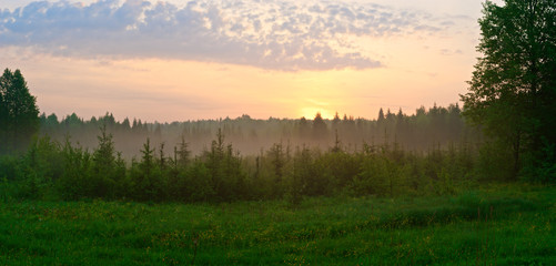 Sunrise in the early misty morning in the forest