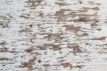 Superfice di legno bianco  rovinta