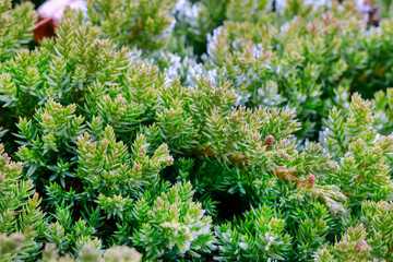 Frosted coniferous trees in the garden in the morning.
