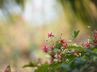 white pink red Flower Combretum indicum Rangoon Creeper Chinese honey Suckle Drunen sailor on blurred of nature background
